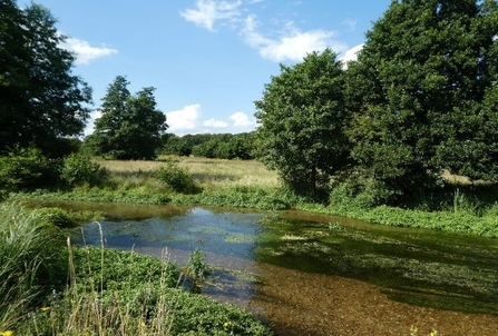 A view over the clear waters of the Mimram to chalk grassland on the opposite bank at our Archer's Green Nature Reserve