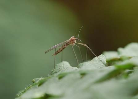 Banded Winter-gnat