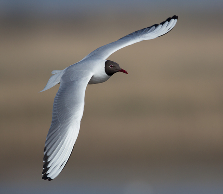 Black-headed Gull in flight 