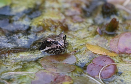 Common Frog