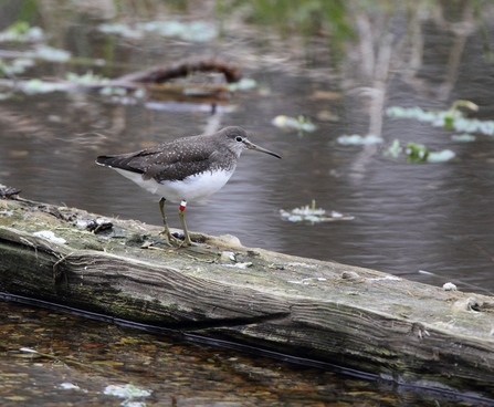 Green Sandpiper