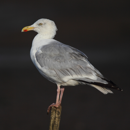 Herring Gull 