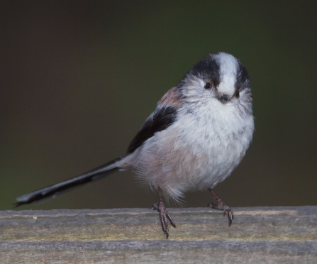 Long-tailed Tit