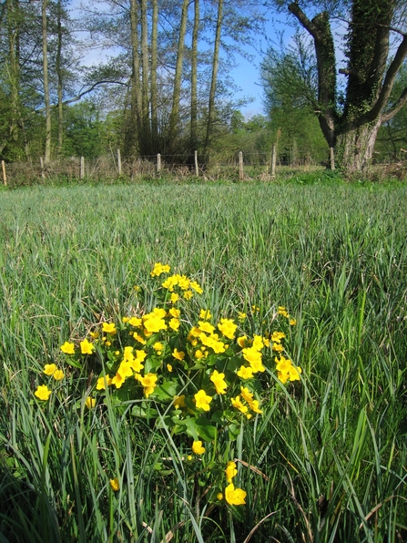 Marsh Marigolds