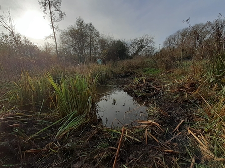 Pond clearance at Stocker's Lake 