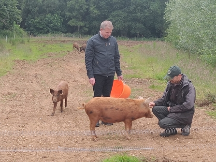 The Trust's Tim Hill and Josh Kalms welcome the Iron Age Pigs to Panshanger Park