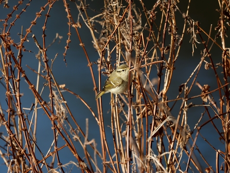 Yellow-browed Warbler in the reeds in Verulamium Park, St Albans