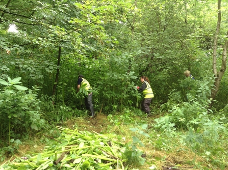 Volunteers Himalayan Balsam pulling 