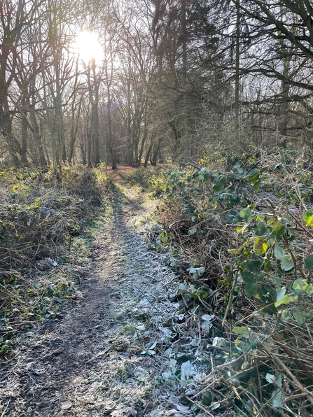 Sunlight shining through bare winter branches onto a woodland path