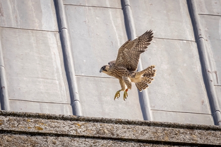 Peregrine test flight at St Albans Cathedral