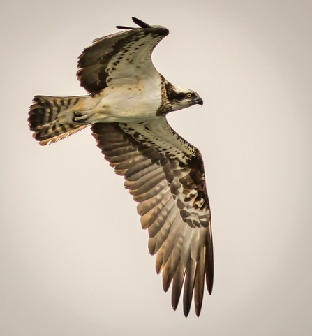 Osprey at Panshanger Park