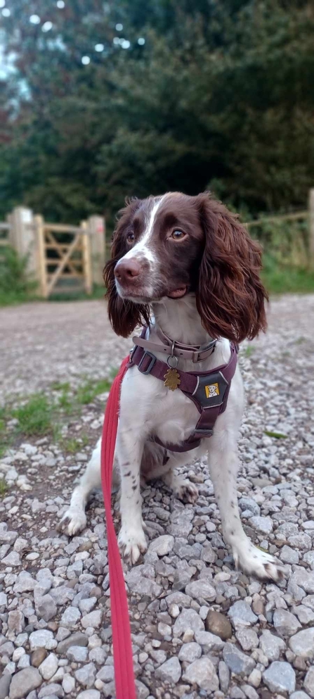 Wildlife Trust staff's dog on lead