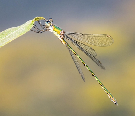 Willow Emerald Damselfly 