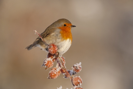 A Robin perching on a frosty branch laden with red berries