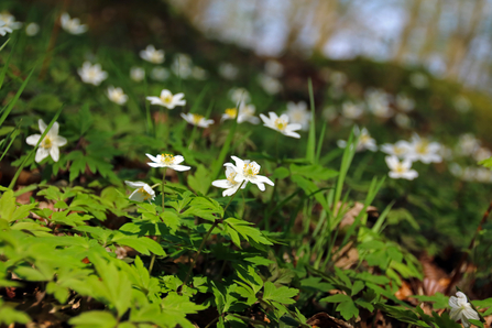 White flowers with six petals and a yellow centre growing up from the forest floor.