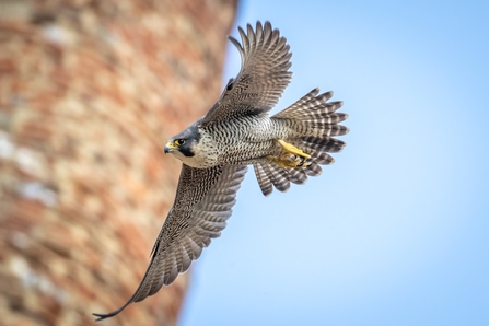 A Peregrine Falcon soaring past a tower at St Albans Cathedral