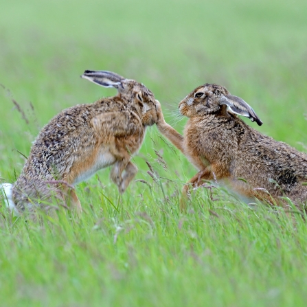 Boxing hares