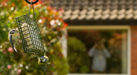 Blue tit on feeder with house in background