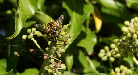 A Batman hoverfly perched on an ivy stalk. It's a yellow hoverfly with black markings, including a marking on the thorax in the shape of the Batman logo