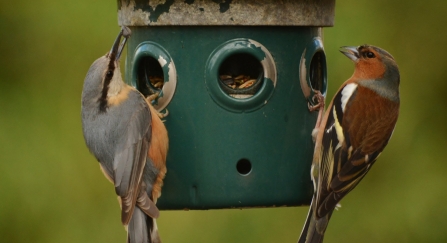 chaffinch bird feeder