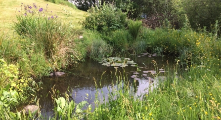 Garden pond