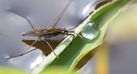 Pond skater