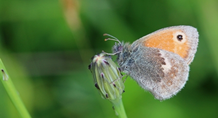 Small heath butterfly