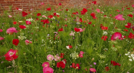 Wildflowers