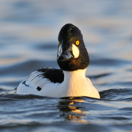 Goldeneye