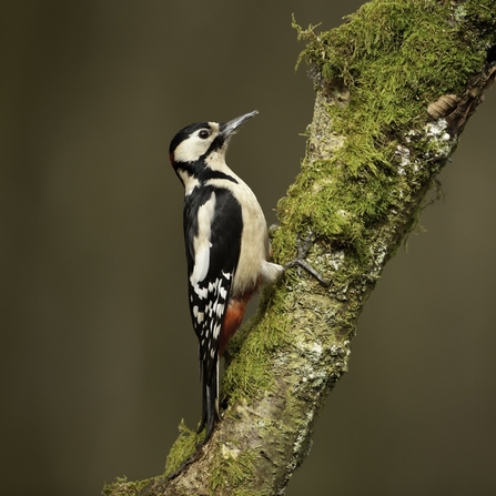 Great spotted woodpecker