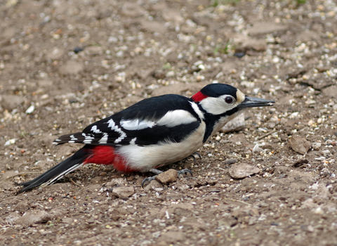 Great spotted woodpecker