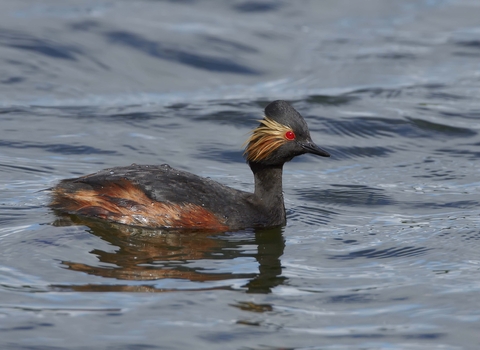 Black-necked Grebe