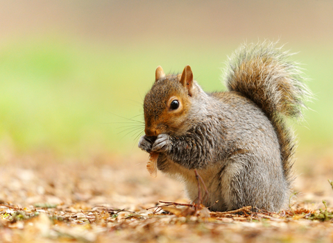 Grey squirrel