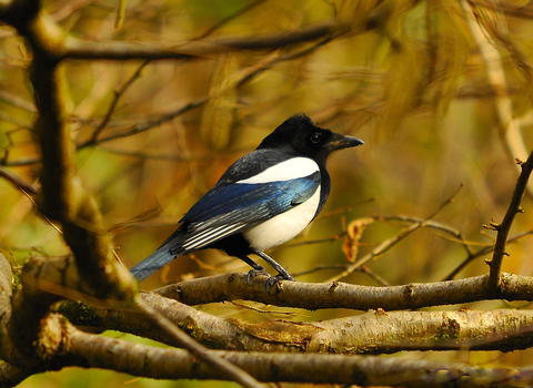 Magpie