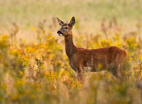 Roe deer