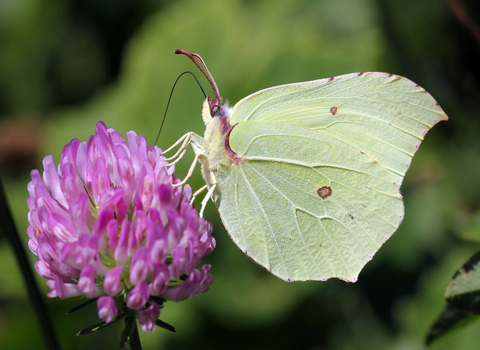 Brimstone Butterfly