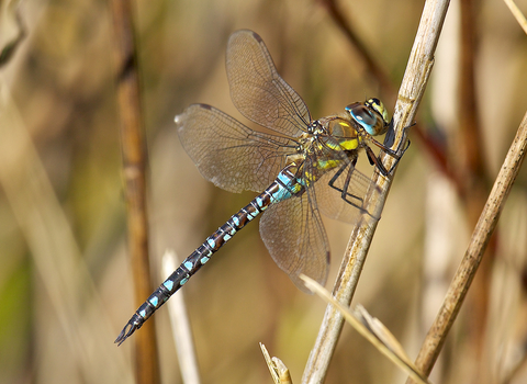 Migrant Hawker