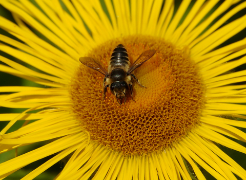 Patchwork Leaf-cutter Bee