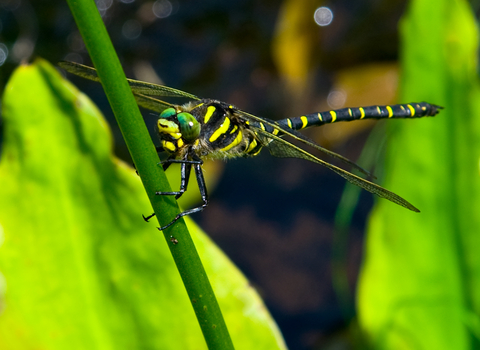 Golden-ringed Dragonfly