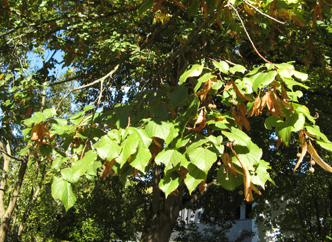 Large-leaved Lime