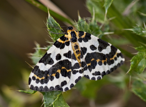 Magpie Moth