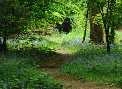 Gobions Wood Nature Reserve