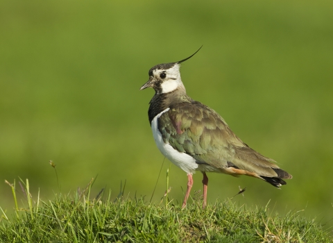 Lapwing