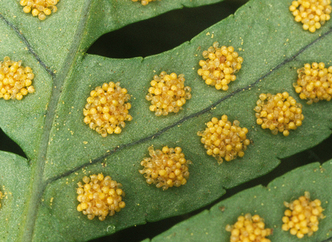 Common polypody