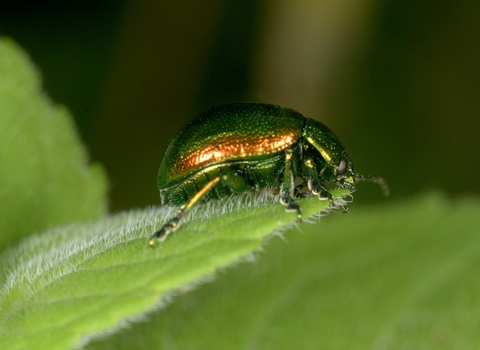 Tansy beetle