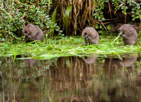 Water voles