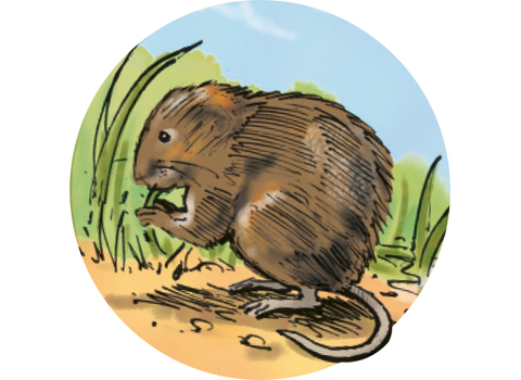 Sponsor a water vole