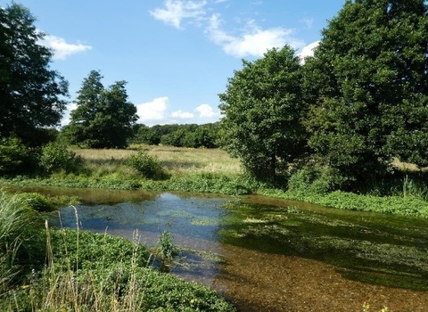 The clear waters of river Mimram on a sunny day, there are water plants in the river and there is vegetation on the banks. In the background is a meadow extending into the distance and a couple of trees against a blue sky.