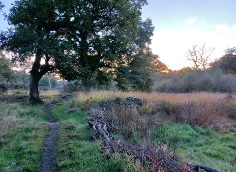 A path through a meadow taken at sunset in early autumn