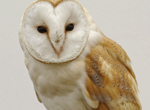 Barn owl